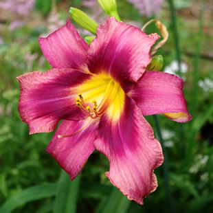 Hemerocallis Russian Rhapsody
